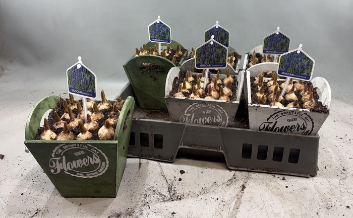 <h4>ARR MUSCARI</h4>