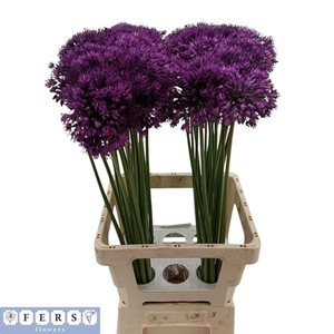 Allium Purple Sensation Fers