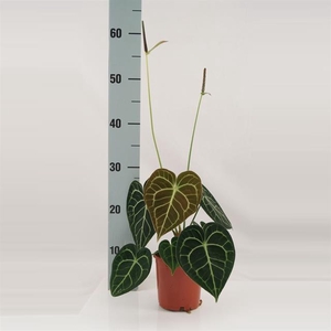 Anthurium not flowering clarinervium 12Ø 35cm