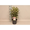 vaste planten 19 cm  Buddleja butterfly Candy Ruby