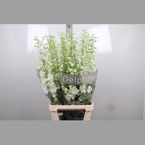 Delph Du Centu White