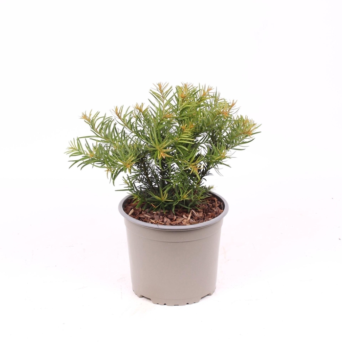 Taxus baccata Repandens