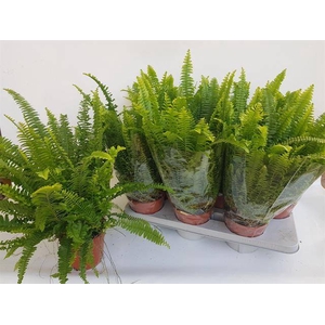 Nephrolepis exa. Green Lady 14Ø 40cm