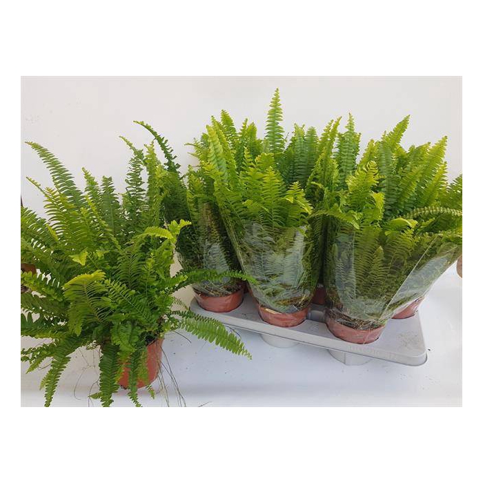 <h4>Nephrolepis exa. Green Lady 14Ø 40cm</h4>