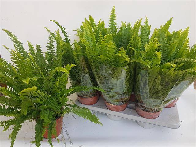 Nephrolepis exa. Green Lady 14Ø 40cm