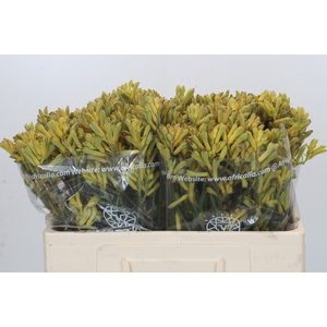 Anigozanthos Cape Aurora