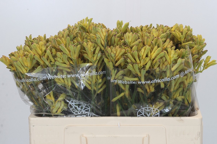 <h4>Anigozanthos Cape Aurora</h4>