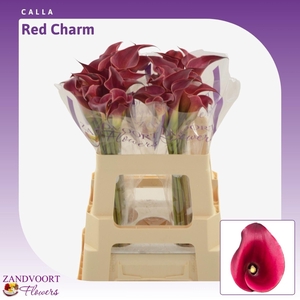 Calla Red Charm