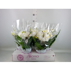 Phalaenopsis   ...white