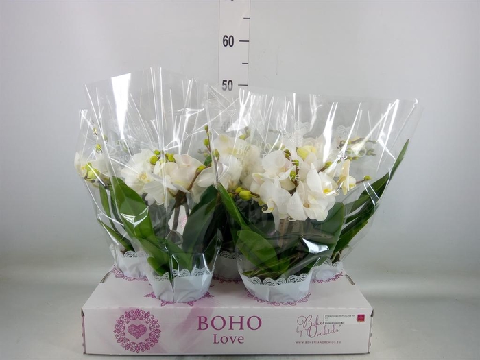 <h4>Phalaenopsis   ...white</h4>