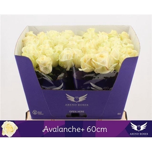 R GR AVALANCHE+