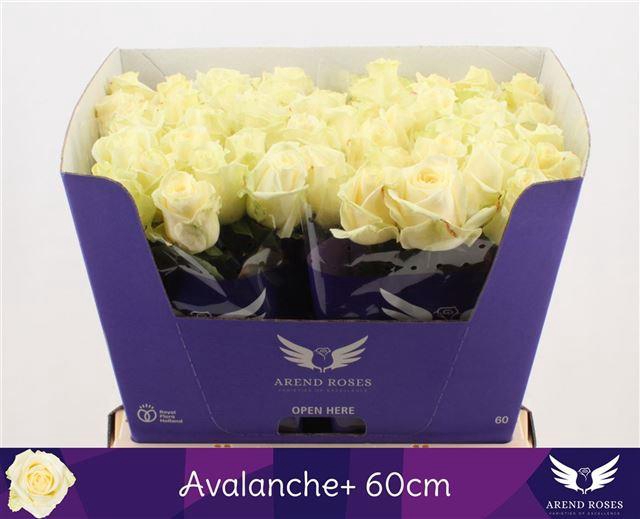 R GR AVALANCHE+
