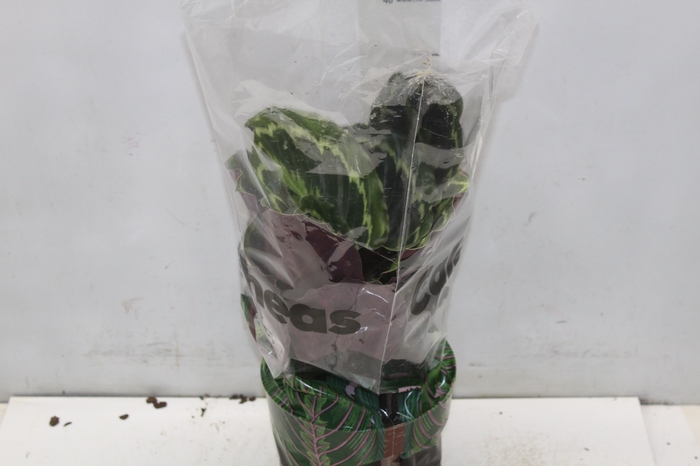 <h4>CALATHEA MEDALLION P17</h4>