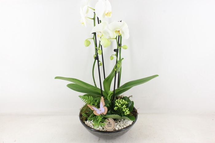 <h4>arr2 PL - Ker. schaal glazed Phal. wit</h4>