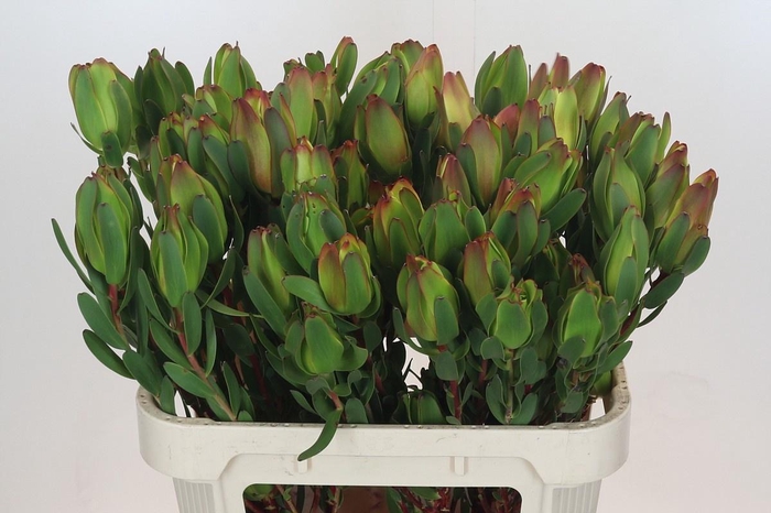 <h4>LEUCAD LAUREL YELLOW</h4>