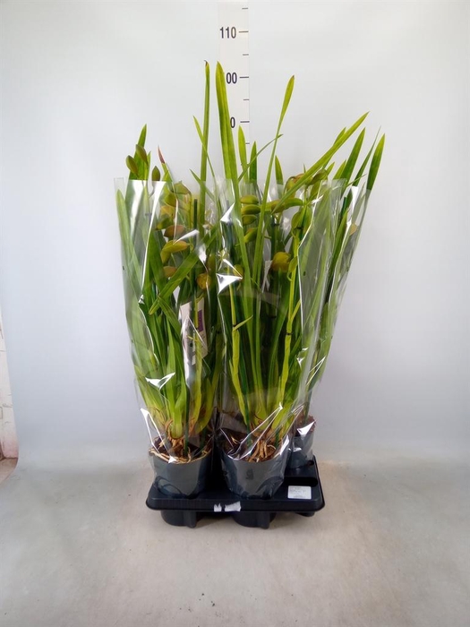 <h4>Cymbidium ...</h4>
