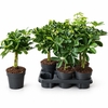 Schef Ar Gold & Green Mixtray
