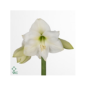 HIPP GA MONT BLANC x30