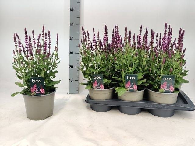 <h4>SALVIA NE SE DP ROSE</h4>