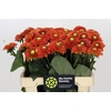 Dahlia Orange Fox