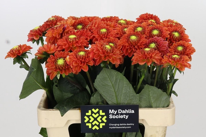 <h4>Dahlia Orange Fox</h4>