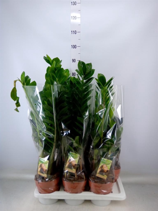 <h4>Zamioculcas zamiifolia</h4>