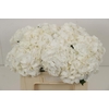 Hydrangea white verena