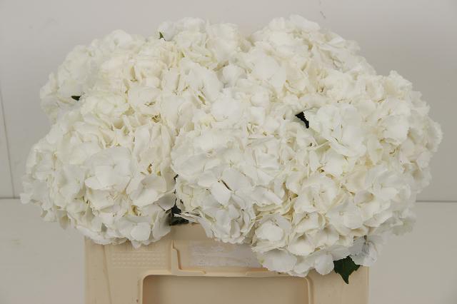 Hydrangea white verena