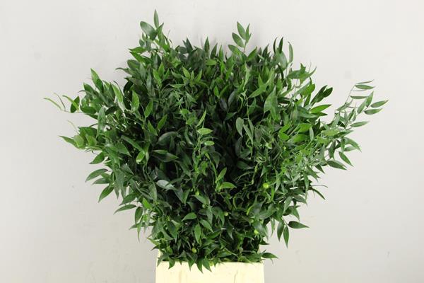 Ruscus Bs 200g