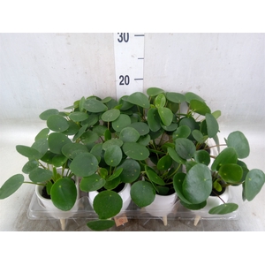 Arr.   Kamerplant Groen L%