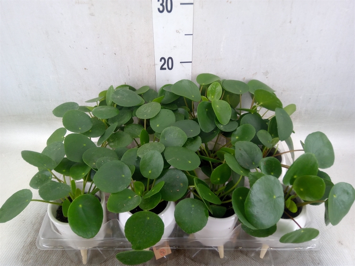 <h4>Arr.   Kamerplant Groen L%</h4>