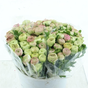 Ran Aazur Light Pink Extra