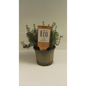 Tijm Gestekt P12 HERBIO steker