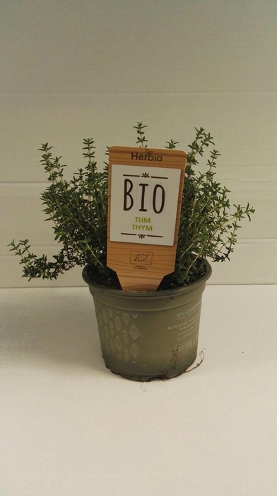 <h4>Tijm Gestekt P12 HERBIO steker</h4>