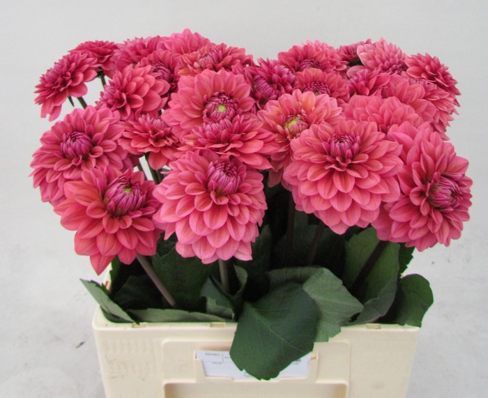 <h4>DAHL DEC SAL RUNNER</h4>