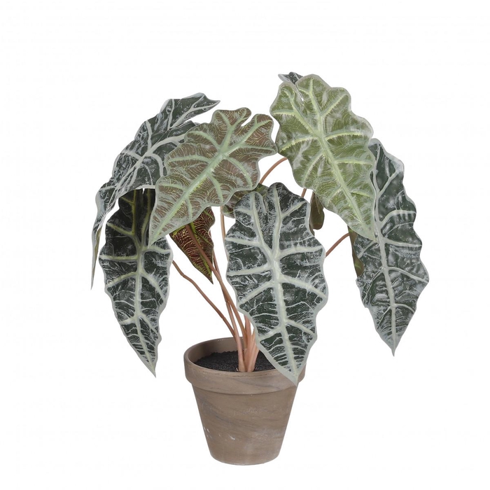<h4>Kunstplanten Pot Alocasia d13/36*44cm</h4>