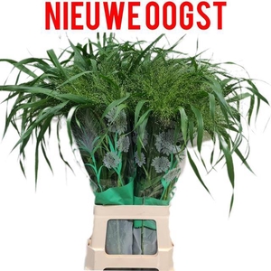 Panicum Fontaine Komt Goed