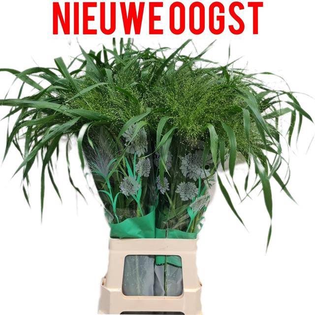 <h4>Panicum Fontaine Komt Goed</h4>