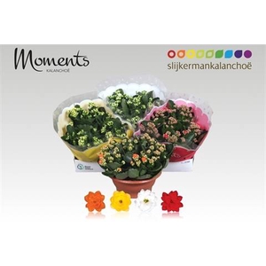 KALAN CALAN MIX P23