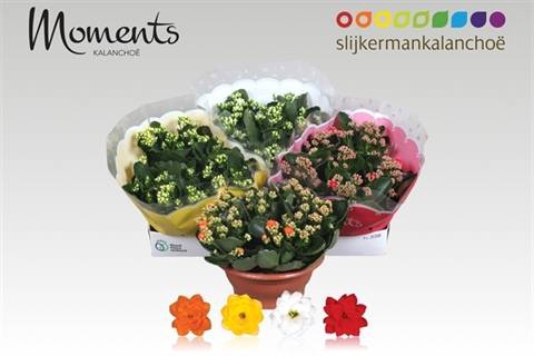 <h4>KALAN CALAN MIX P23</h4>