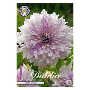 Dahlia Mom's Special x1 l