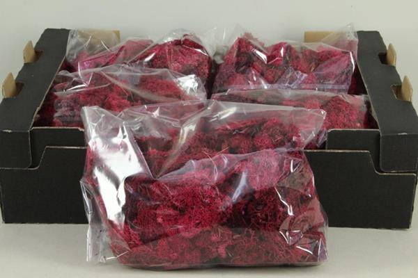 Moss Icelandic 500gr Red