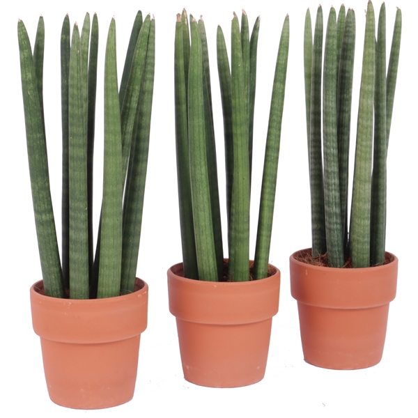 <h4>Sansevieria cylindrica spike 12 cm in roodsteen pot</h4>