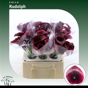 Zant Rudolph