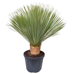 Yucca rostrata