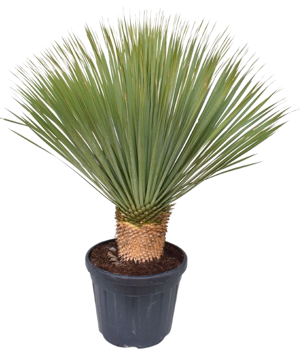 <h4>Yucca rostrata</h4>