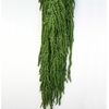 Amaranthus Green AMA/4104