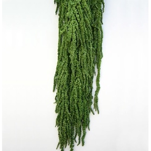 Amaranthus Green AMA/4104