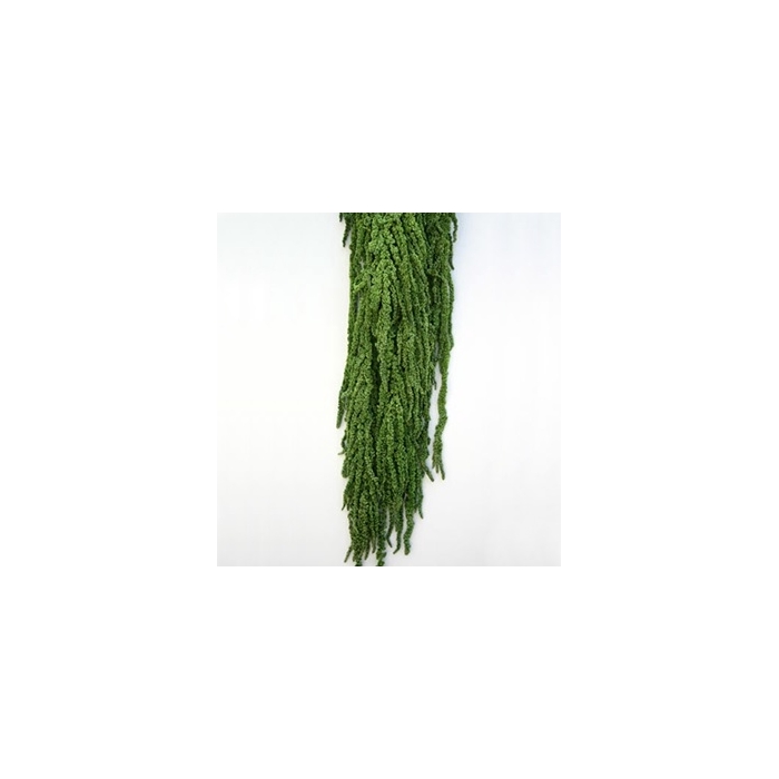 <h4>Amaranthus Green AMA/4104</h4>