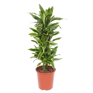 Dracaena Golden Coast